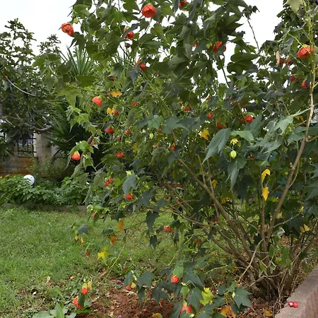 Matkovic アパート